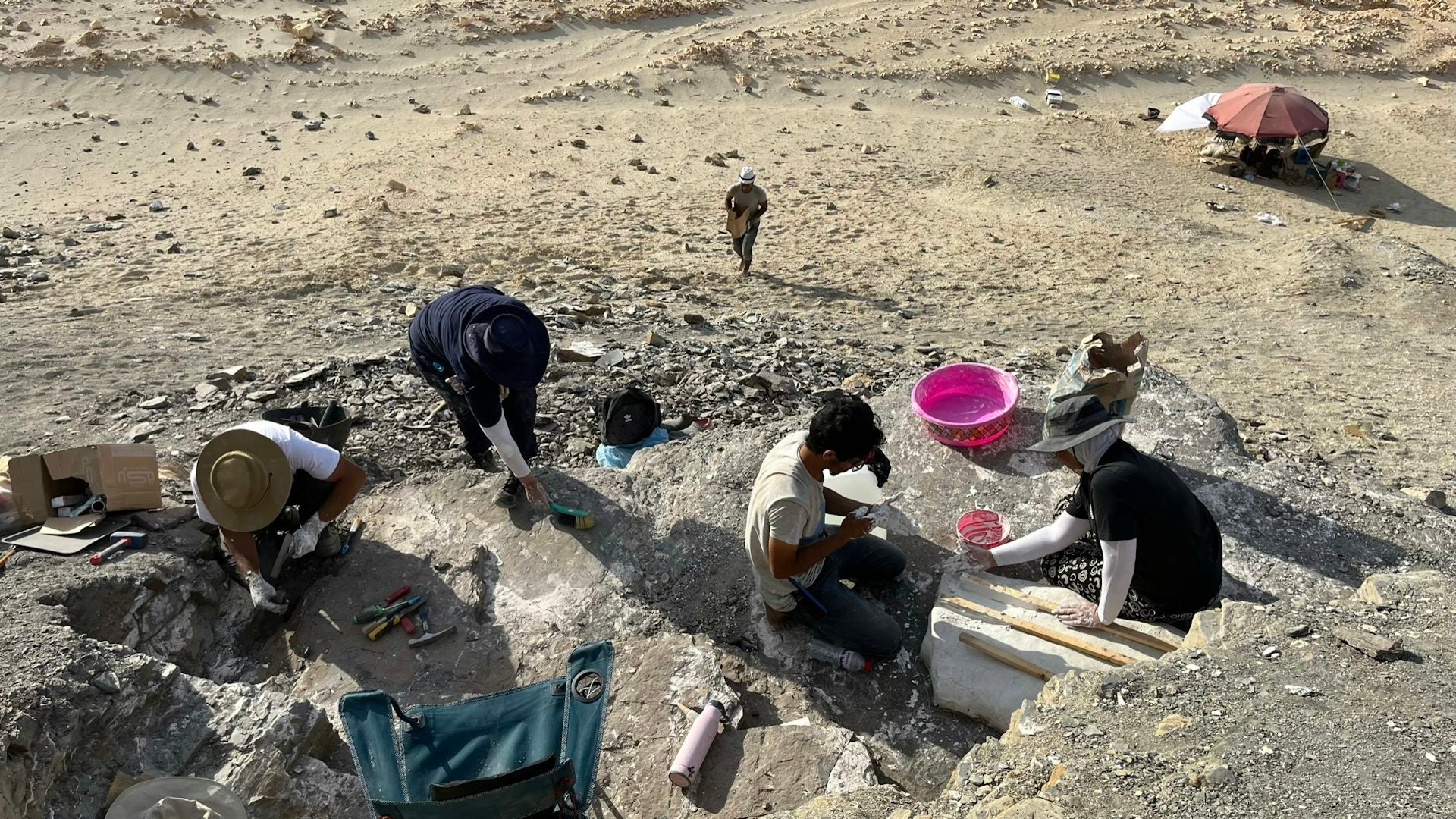 The Sallam Lab conducted fieldwork under unyielding heat in Egypt