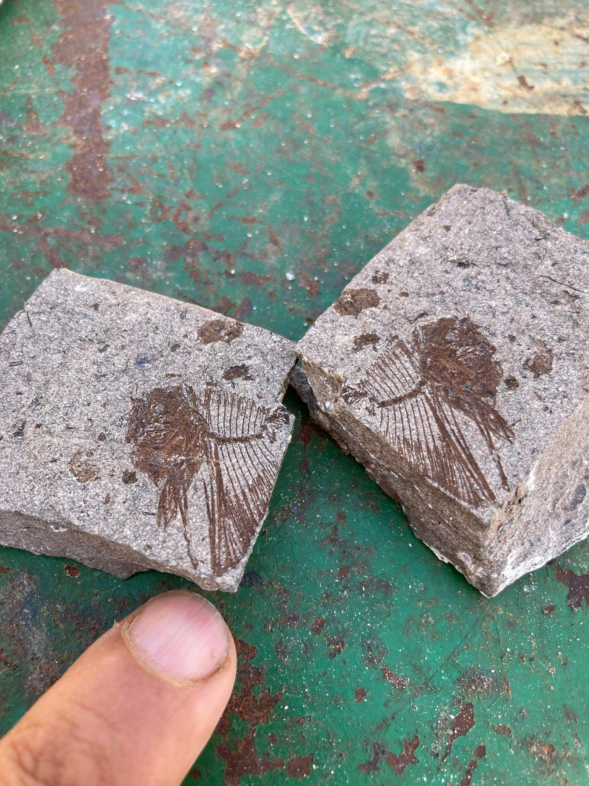 A fossilized moonfish, a type of fish the researchers found in abundance at the Qreiya 3 site