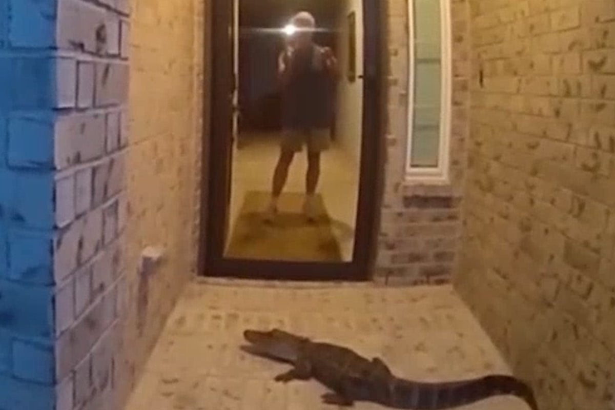 Alligator wrangled by police after Texas homeowner mistakes 