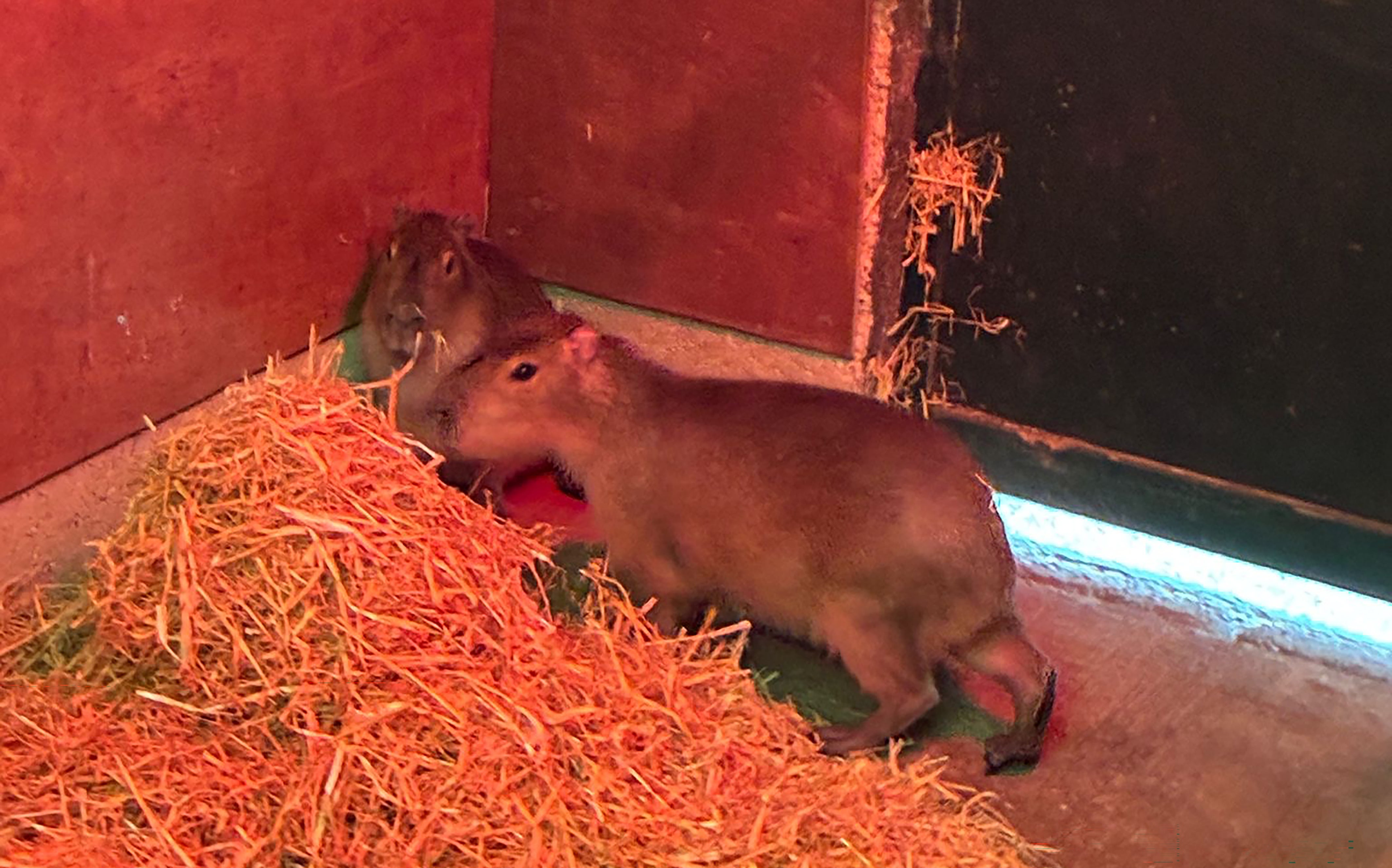 Capybara becomes village celeb after evading capture for ten weeks