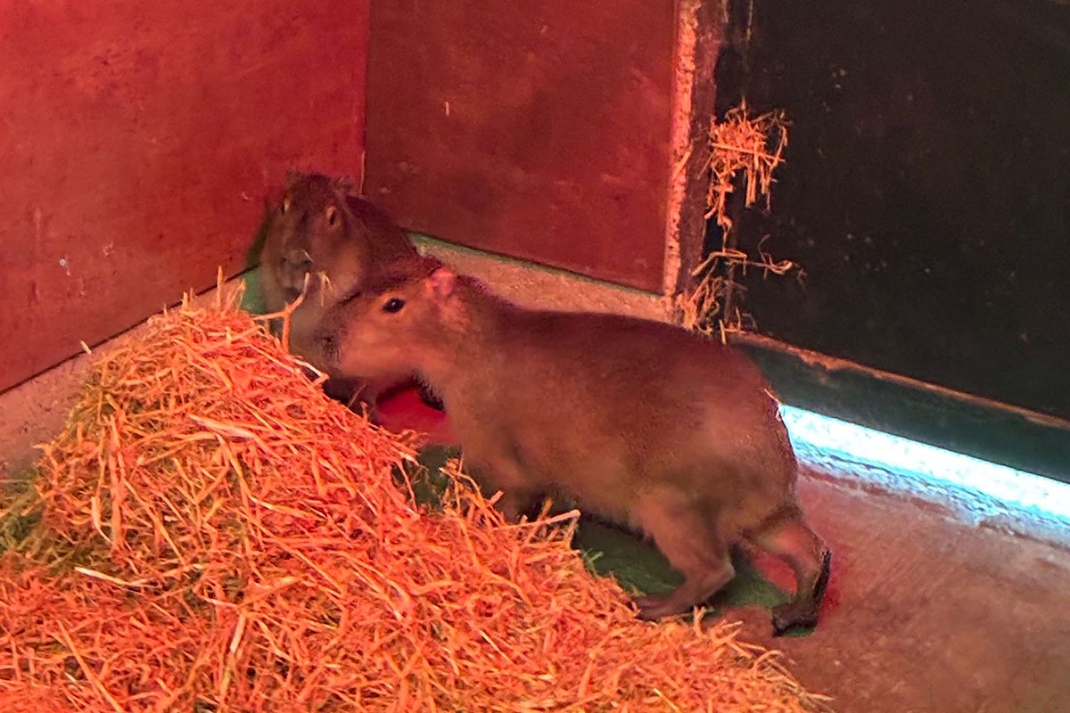 Escaped Capybara becomes village celebrity after evading cap
