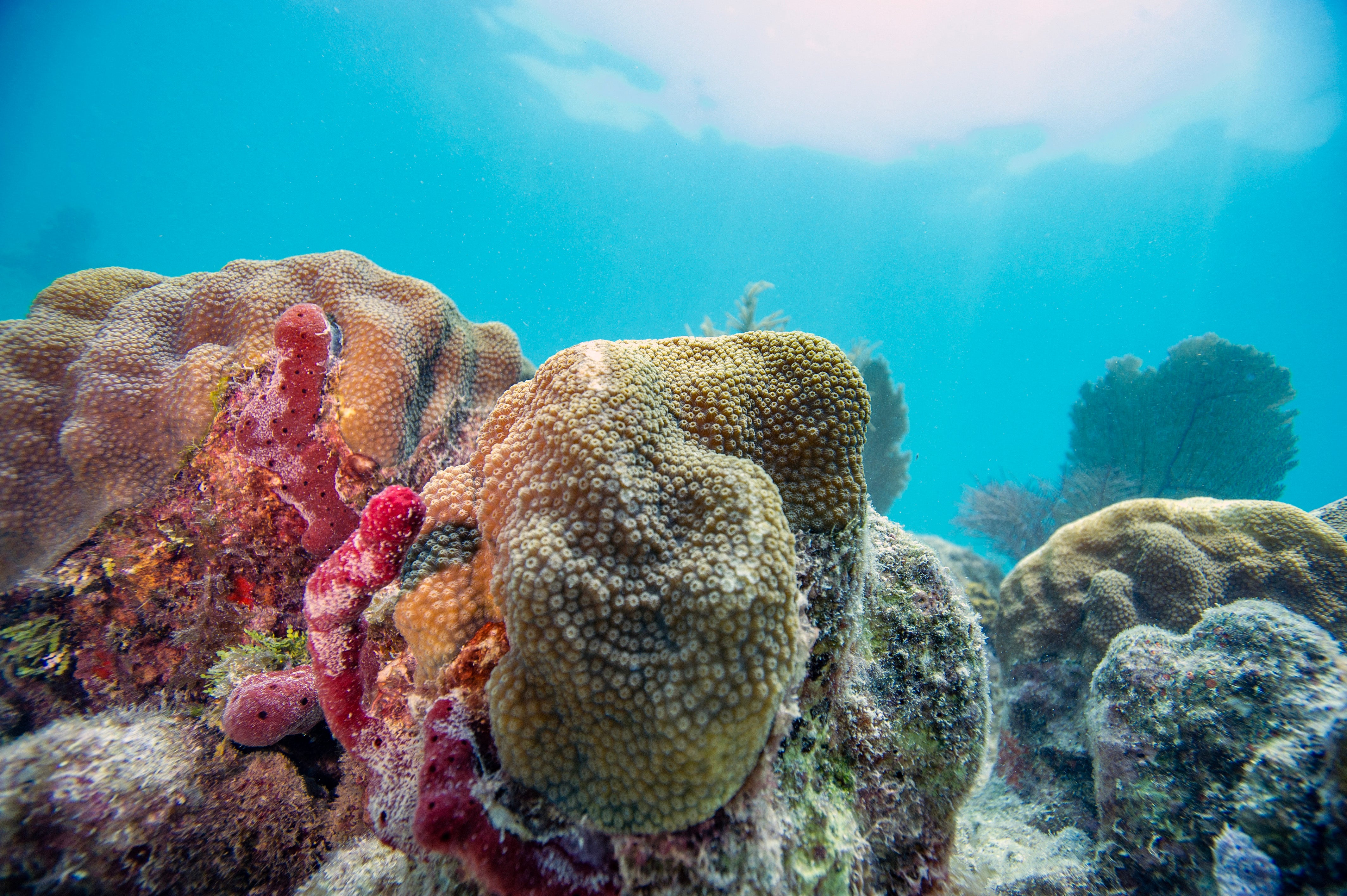 A diving group has issued a warning to divers, snorkelers and boaters to ensure their safety