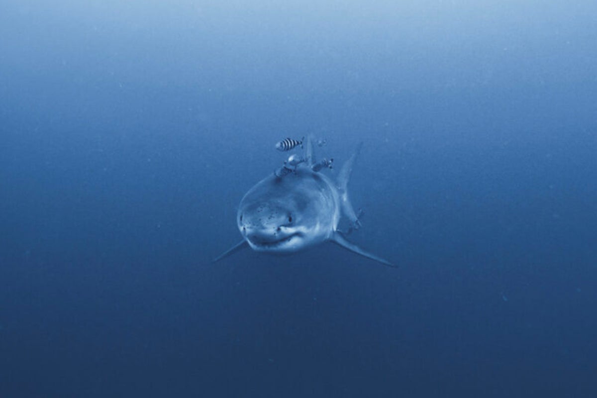 Divers film rare Great White Shark in the Mediterr