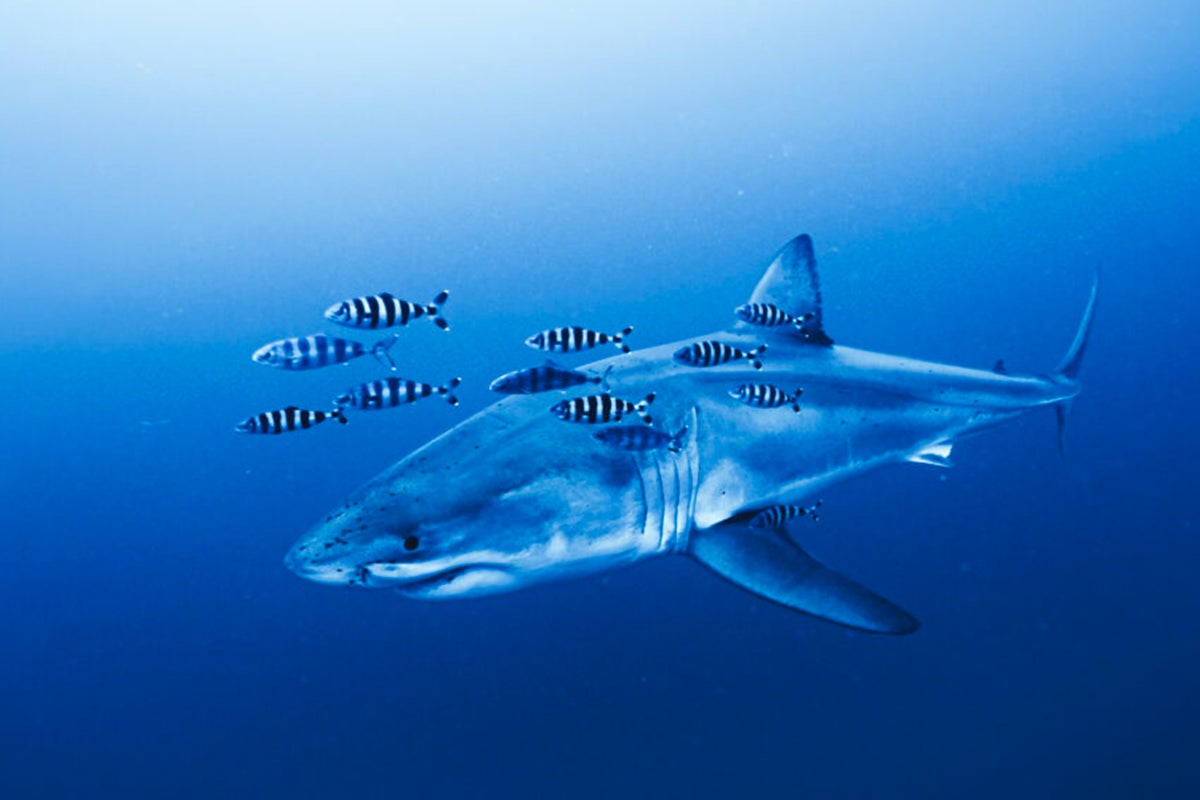 Great White Shark filmed in the Mediterranean for the first 