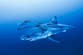 Great White Shark filmed in the Mediterranean for the first time by stunned divers