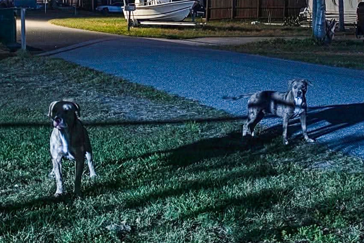 Florida woman mauled to death by two dogs despite neighbors 