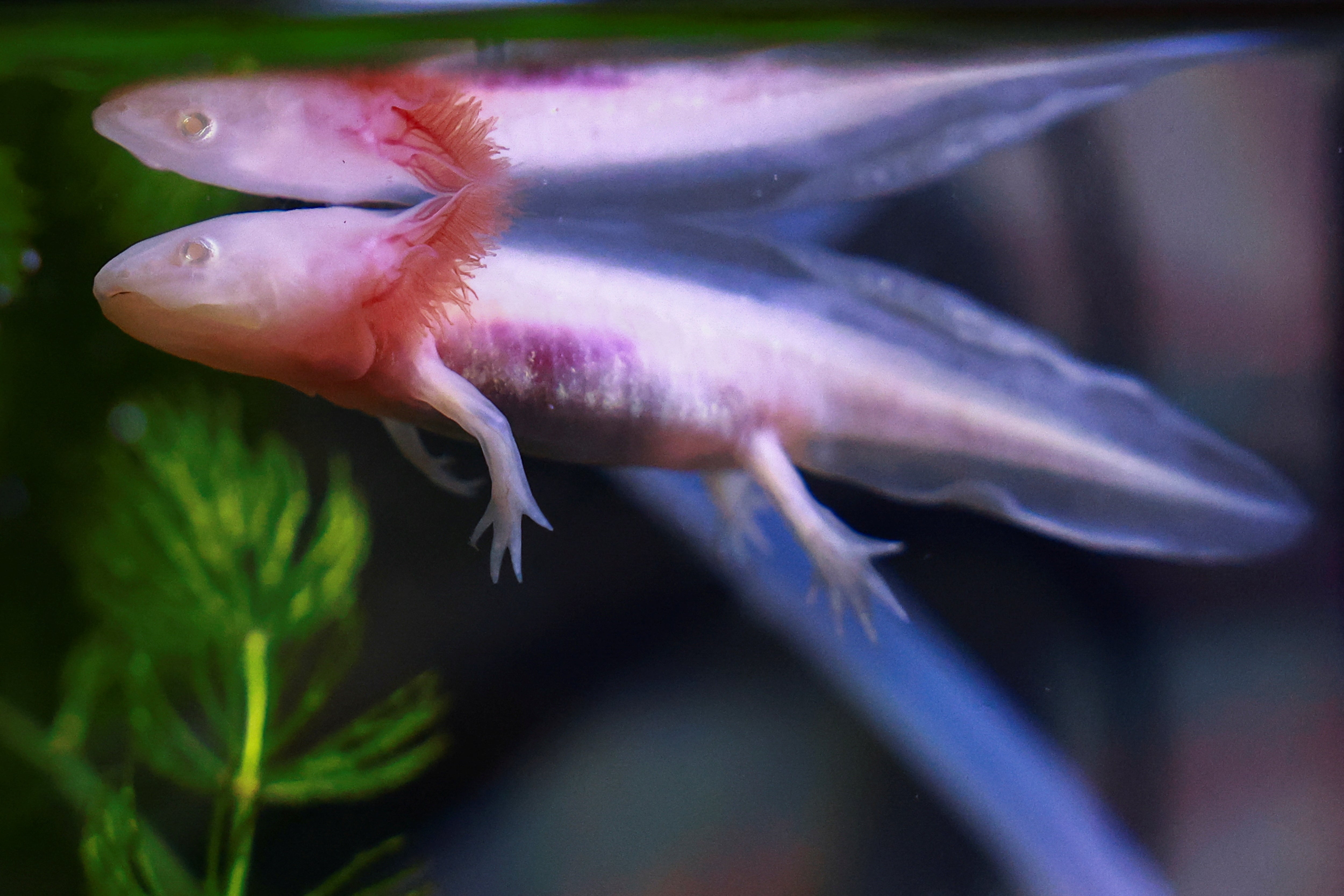 Even as their habitat disappears, axolotls are widely bred in captivity