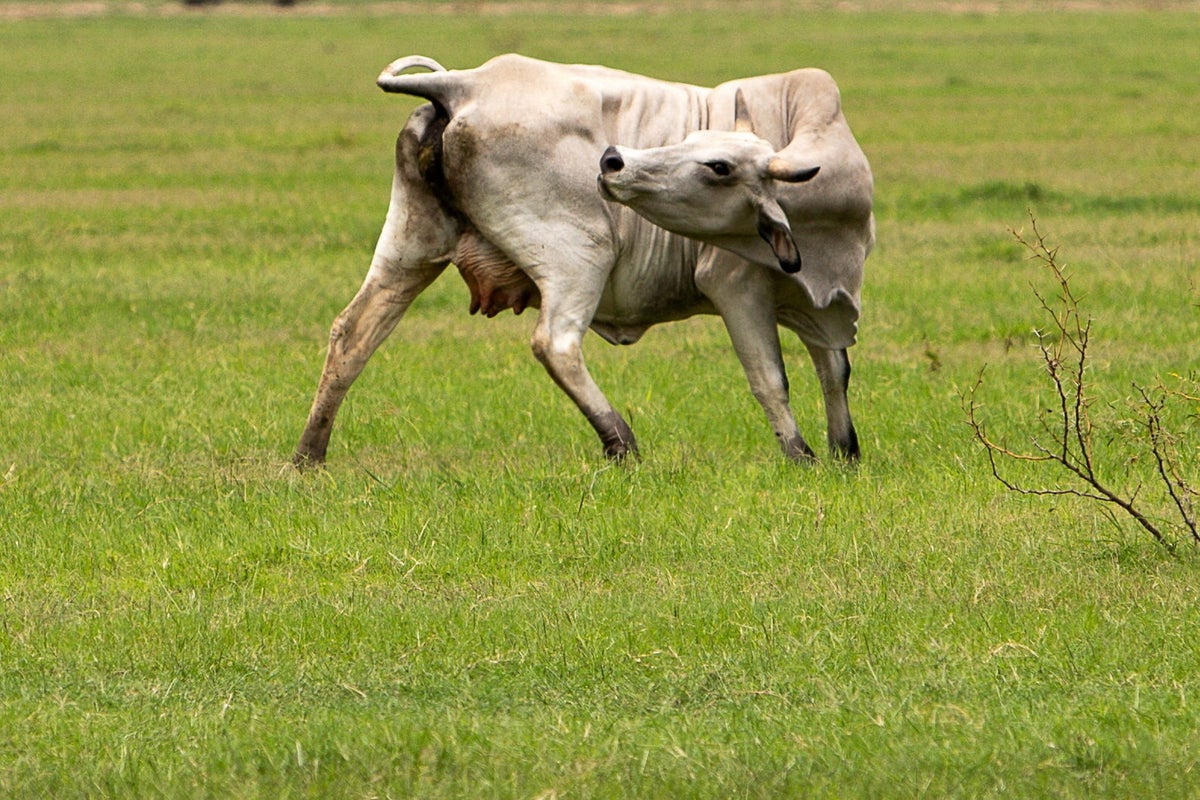 Texas on alert as flesh-eating parasite infects mo