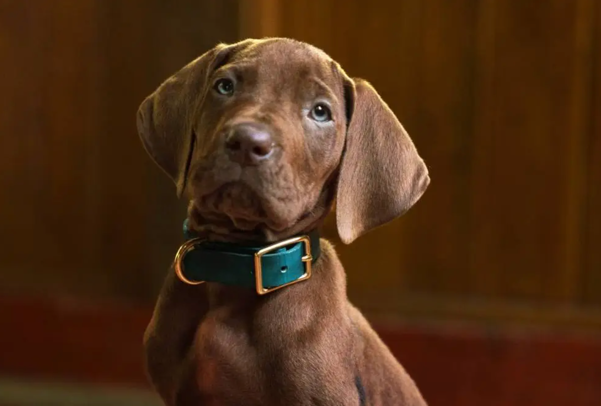 Scooby-Doo fans issue same complaint as Netflix unveils live-action remake: &lsquo;That&rsquo;s not Scooby?&rsquo;