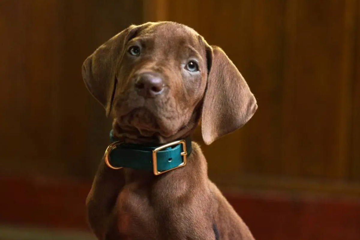Scooby-Doo fans issue same complaint as Netflix unveils live-action remake: ‘That’s not Scooby?’ Scooby-Doo fans issue same complaint as Netflix unveils live-action remake: ‘That’s not Scooby?’