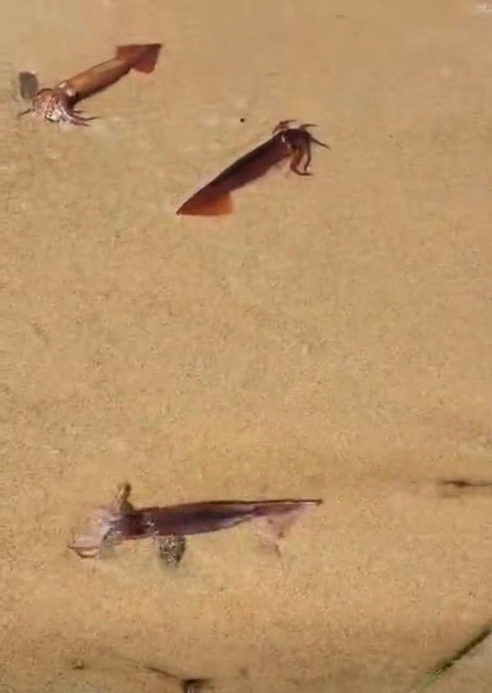 Thousands of squid just washed on a Cape Cod beach — but sci