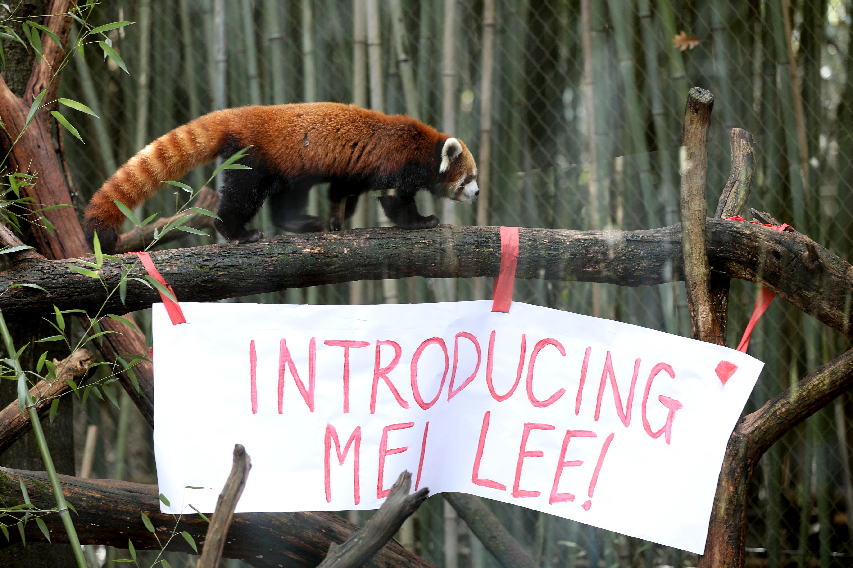 The zoo houses multiple endangered species, including the red panda, which keepers argue should not be subjected to around-the-clock industrial operations