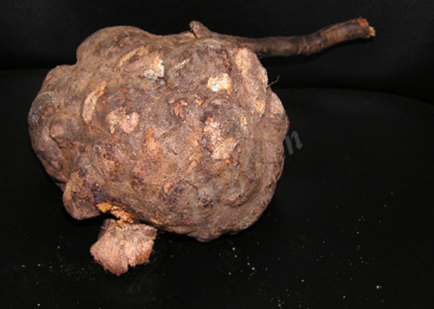 Dried root of Polygonum multiflorum