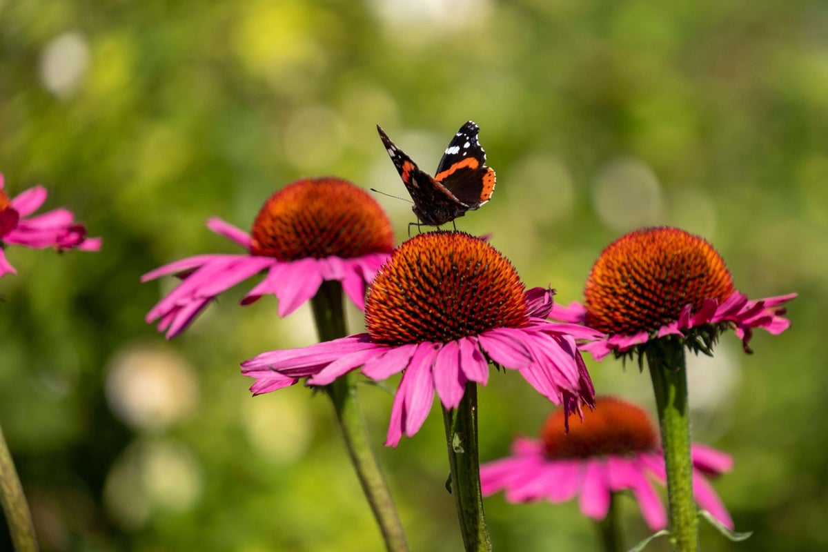 10 of the best plants to attract pollinating insects to your