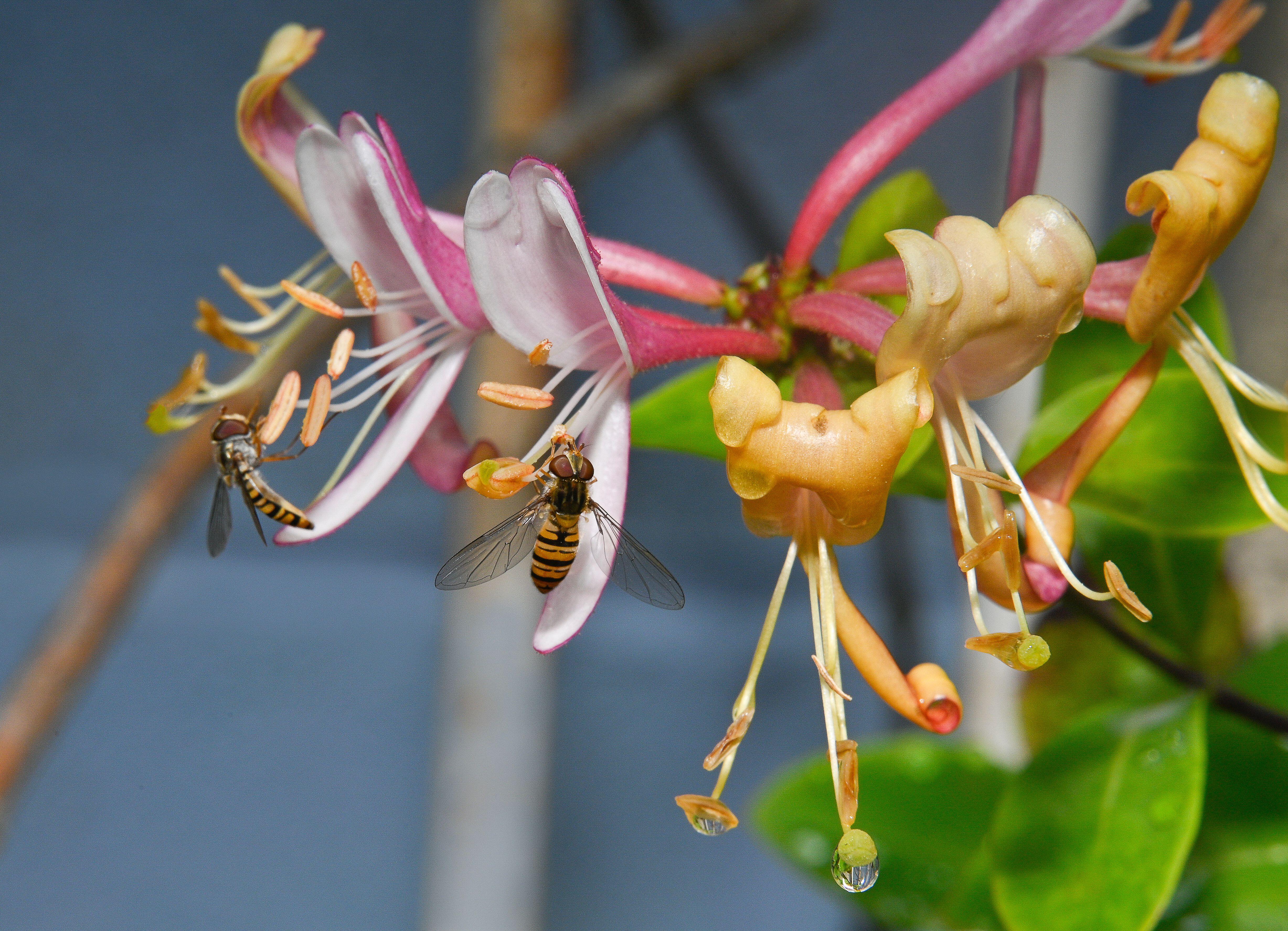 Hoverflies feeding on honeysuckle (Alamy/PA)
