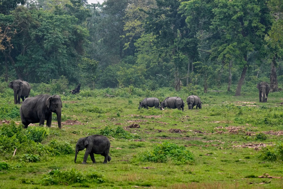 Mother trampled to death by elephant while walking children 