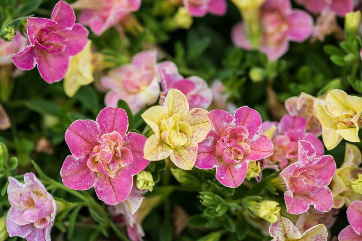 The AP's gardening expert has a list of 10 top-performing ne