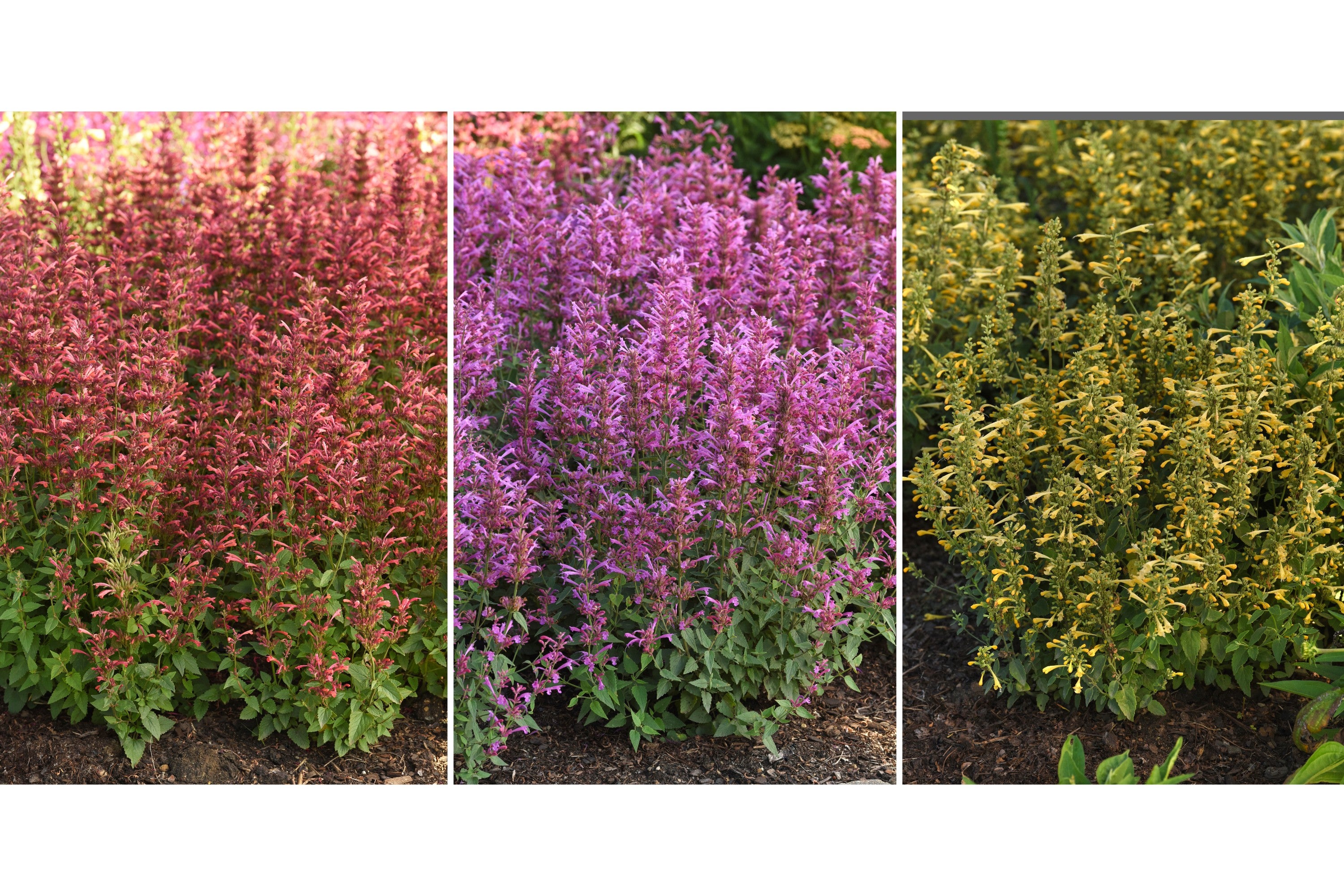 The 10 top-performing new plants for this season