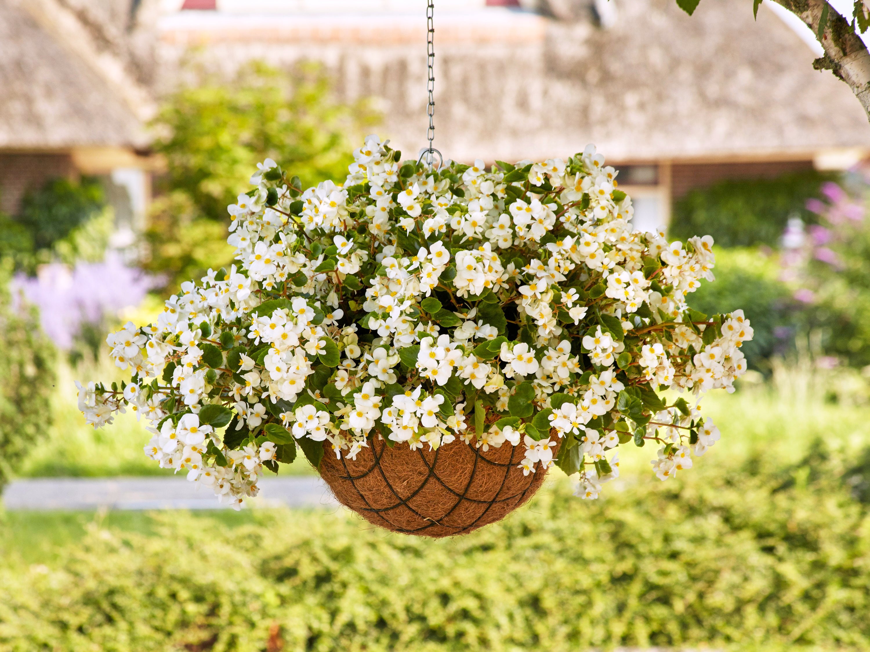 This image provided by Ball Horticultural Company shows a newly introduced Hula White begonia in a hanging basket