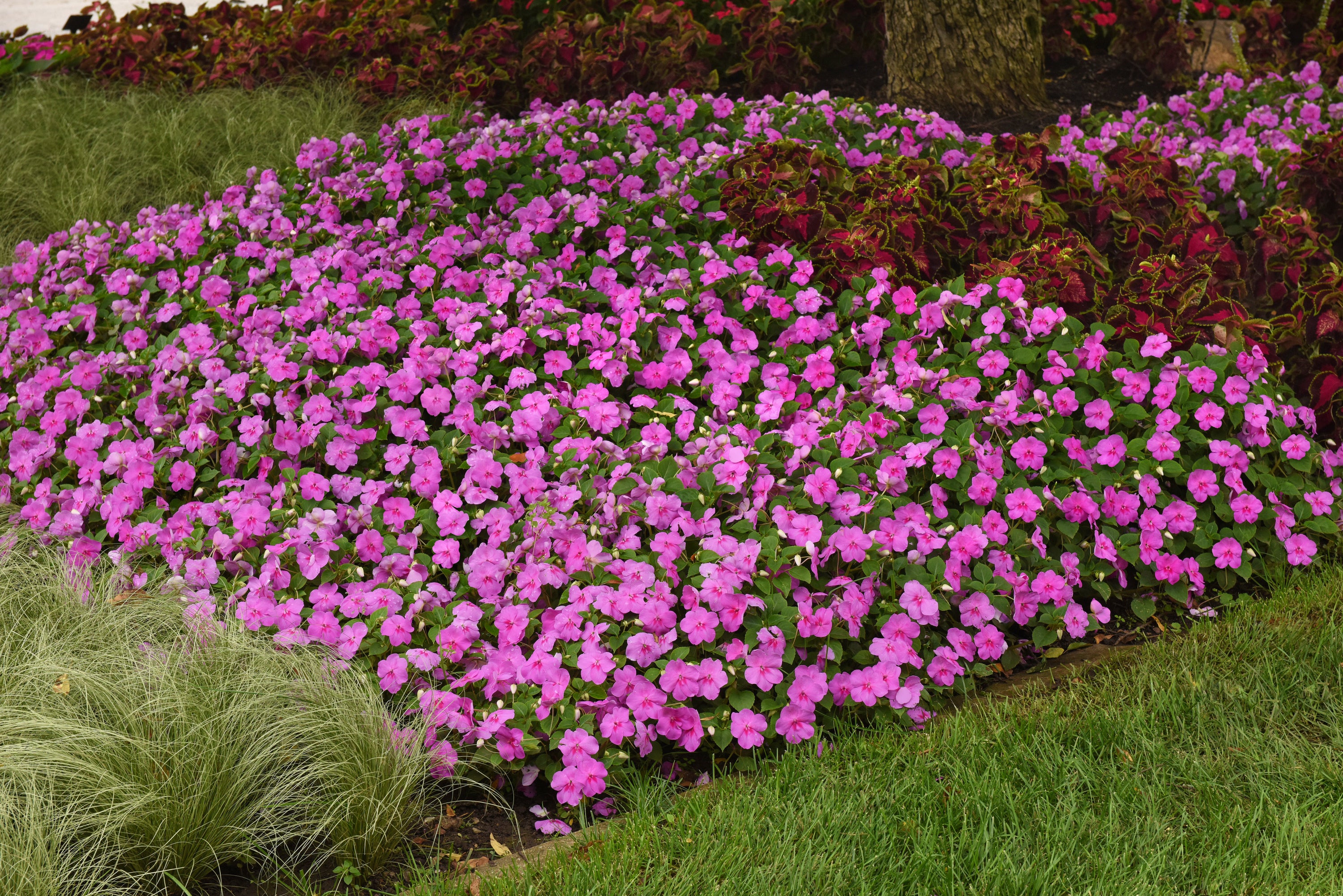 This image provided by Ball Horticultural Company shows Blue Pearl Beacon, a new Impatiens plant for 2026