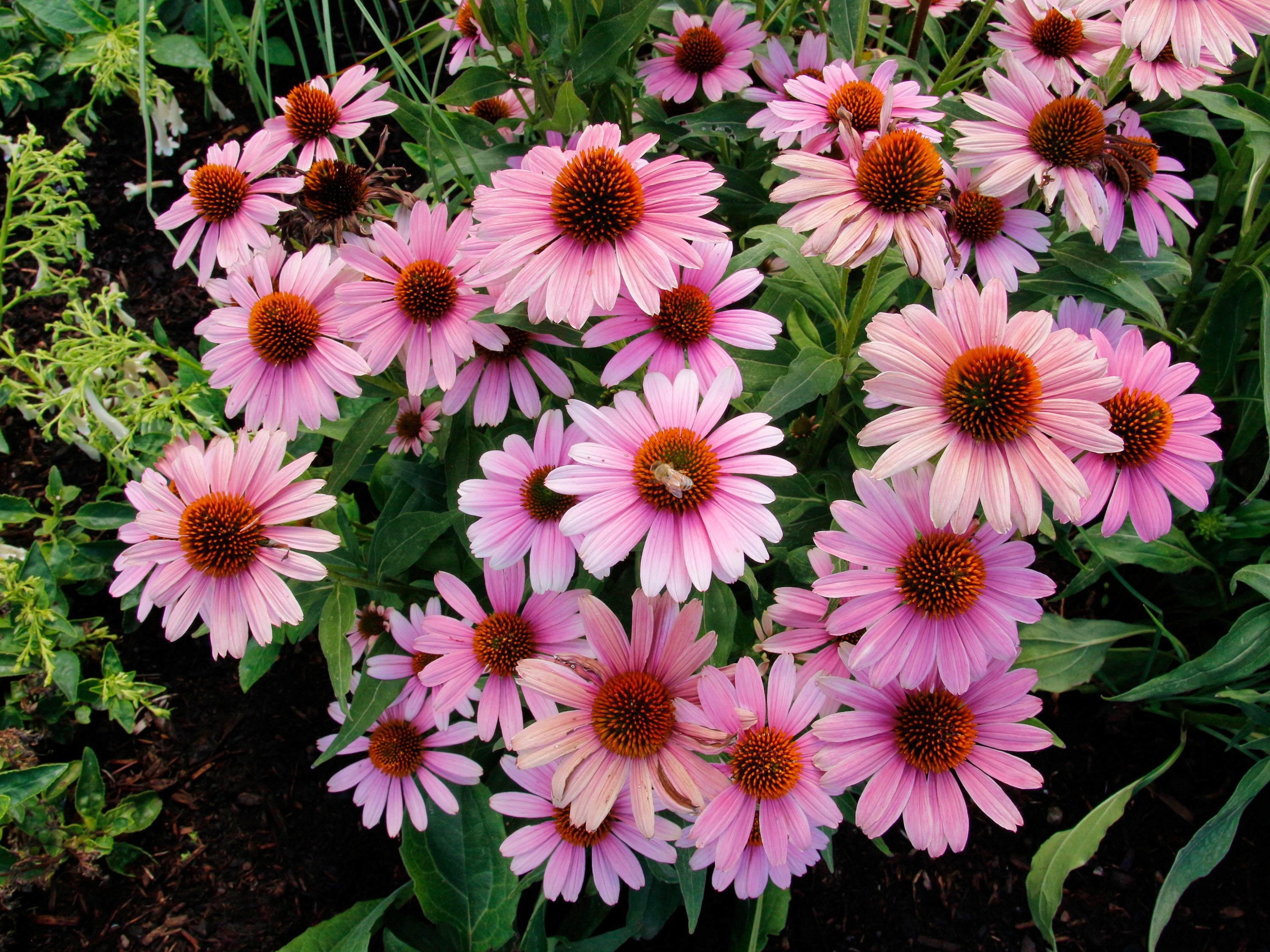This image provided by Terra Nova Nurseries shows Echinacea French Tips, a new introduction for 2026