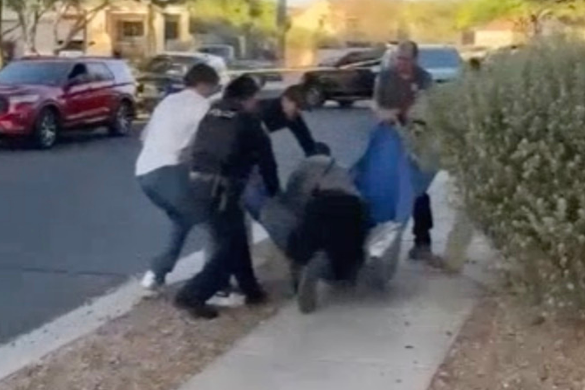 Bear rescue takes comic turn as officer tumbles onto sedated