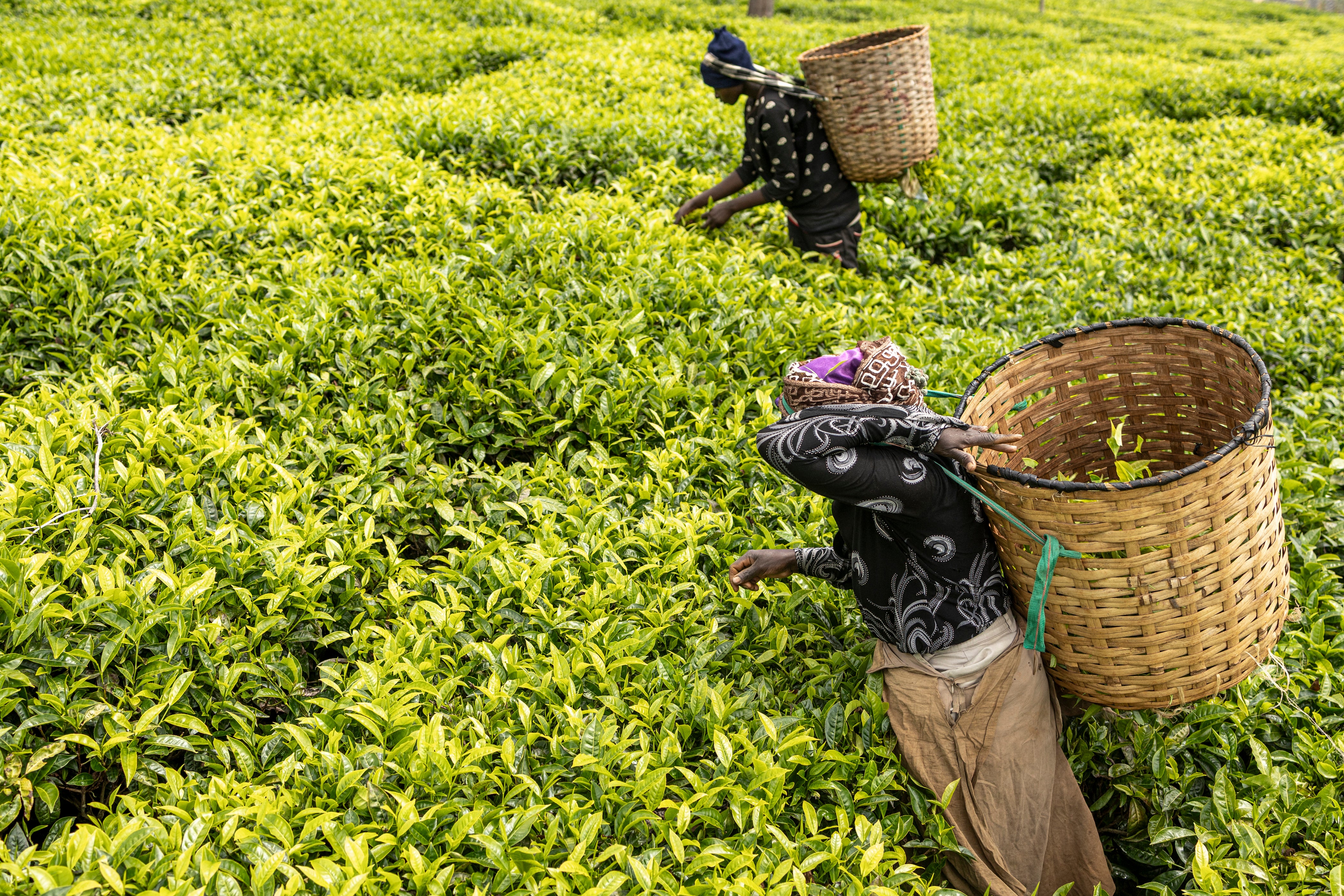 Tea farmers in Kenya - which supplies around 40 per cent of UK tea - are among the millions of people around the world who work in UK supply chains, and are being squeezed by the War in Iran and climate change (AFP/Getty)
