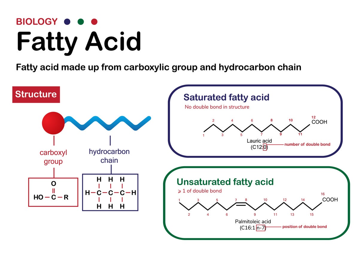 Fatty acids are long chains of carbon surrounded by hydrogen atoms