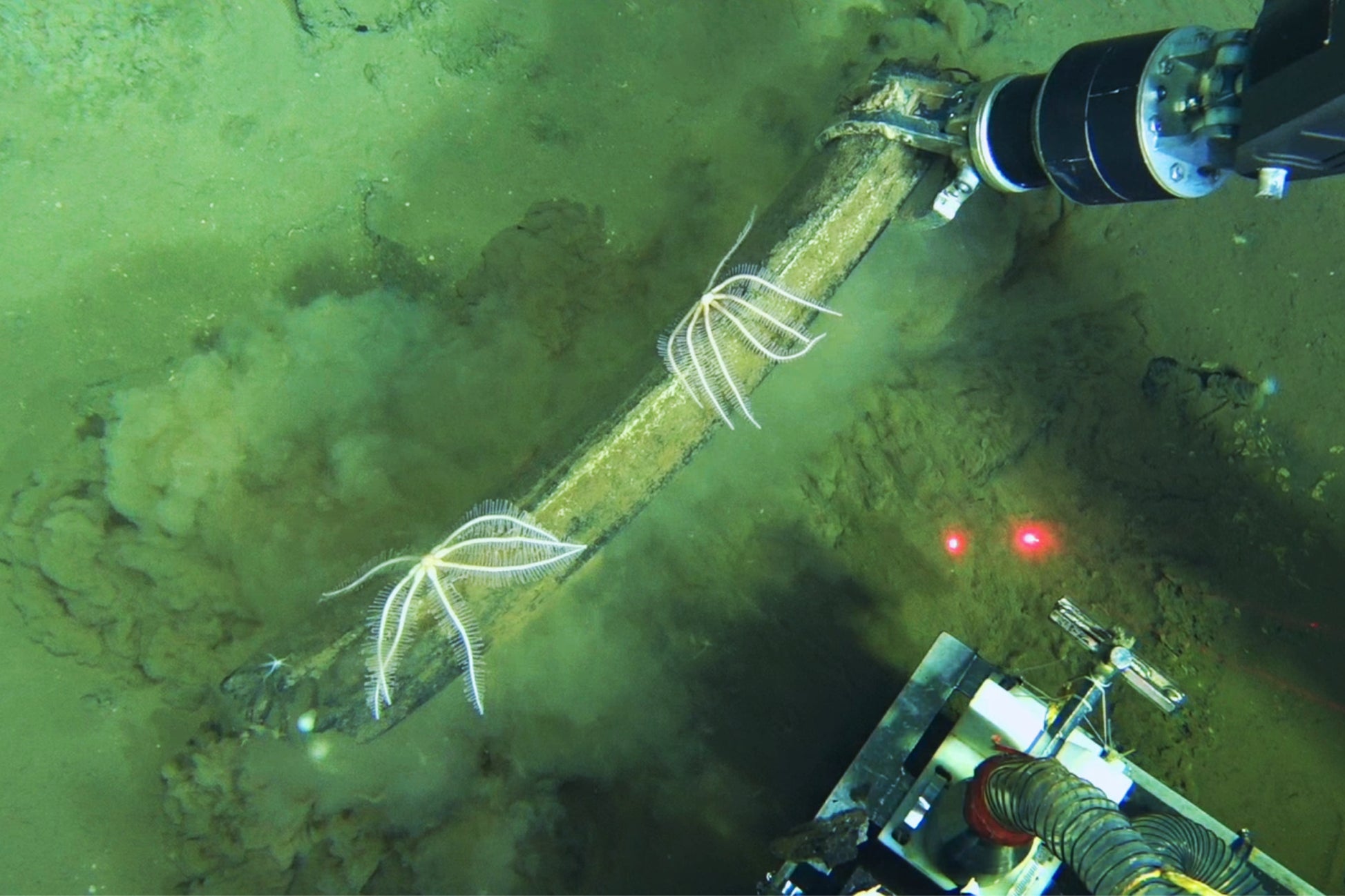 Science Whale Graveyard