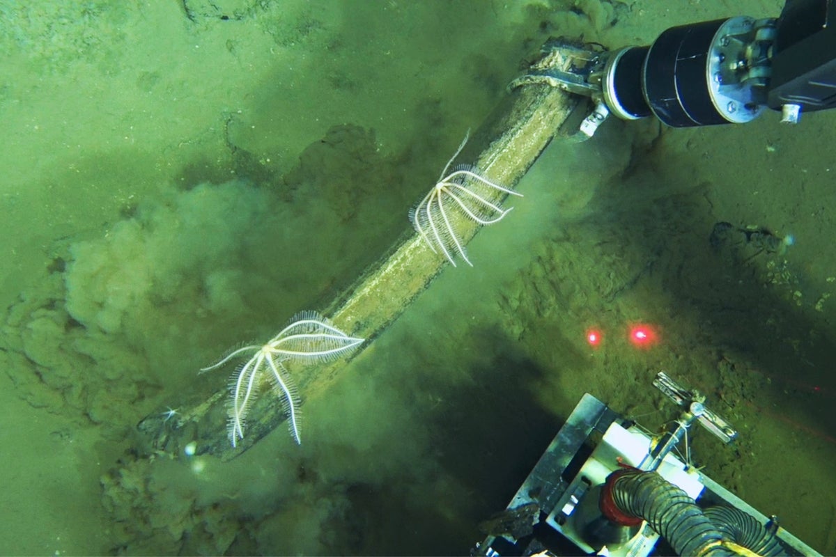 Scientists discover a deep whale graveyard that is teeming w
