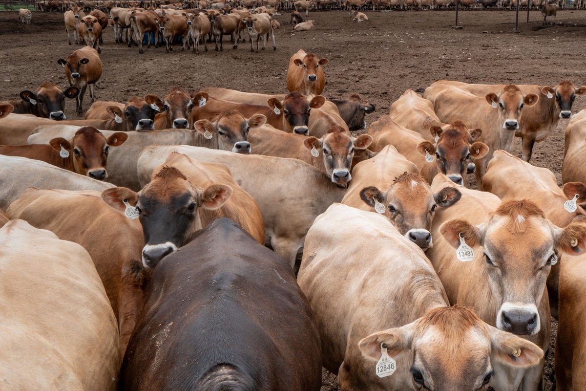 O USDA muda de rumo, permitindo que cães de estimação viajem dos EUA para o México na tentativa de retardar a propagação da bicheira O USDA muda de rumo, permitindo que cães de estimação viajem dos EUA para o México na tentativa de retardar a propagação da bicheira