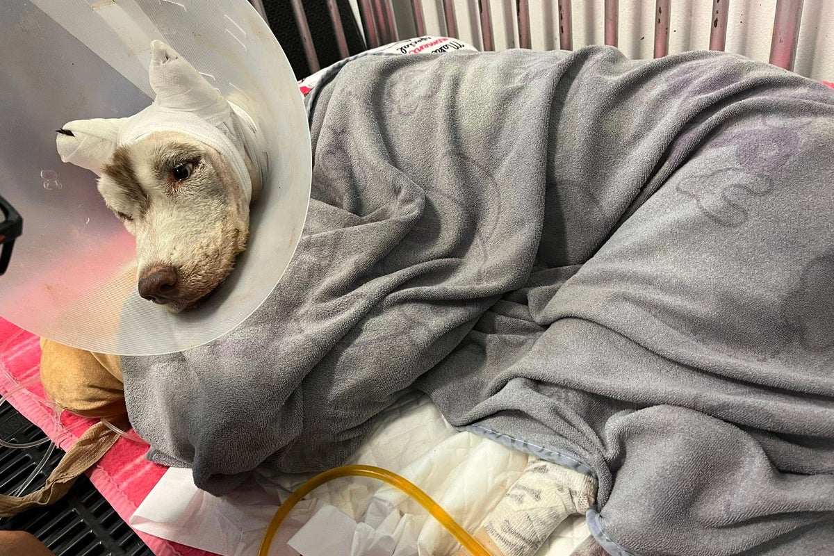 Thai court’s decision to suspend jail sentence of man who set Siberian husky on fire sparks outrage – UK Times Thai court’s decision to suspend jail sentence of man who set Siberian husky on fire sparks outrage – UK Times