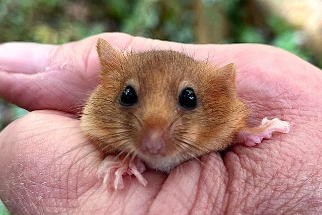 Hope for rare dormice as over 40 released into ancient woodland