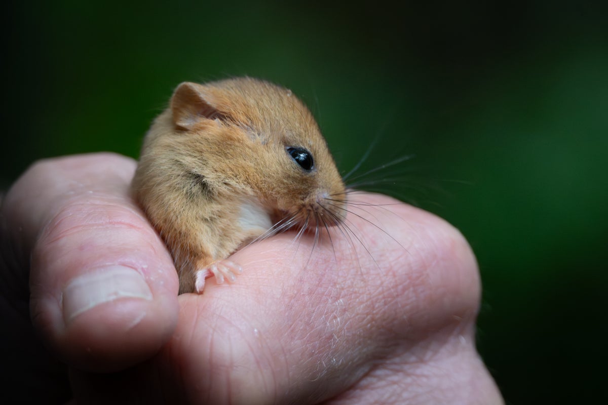 Rare hazel dormice released into ancient woodland in conserv