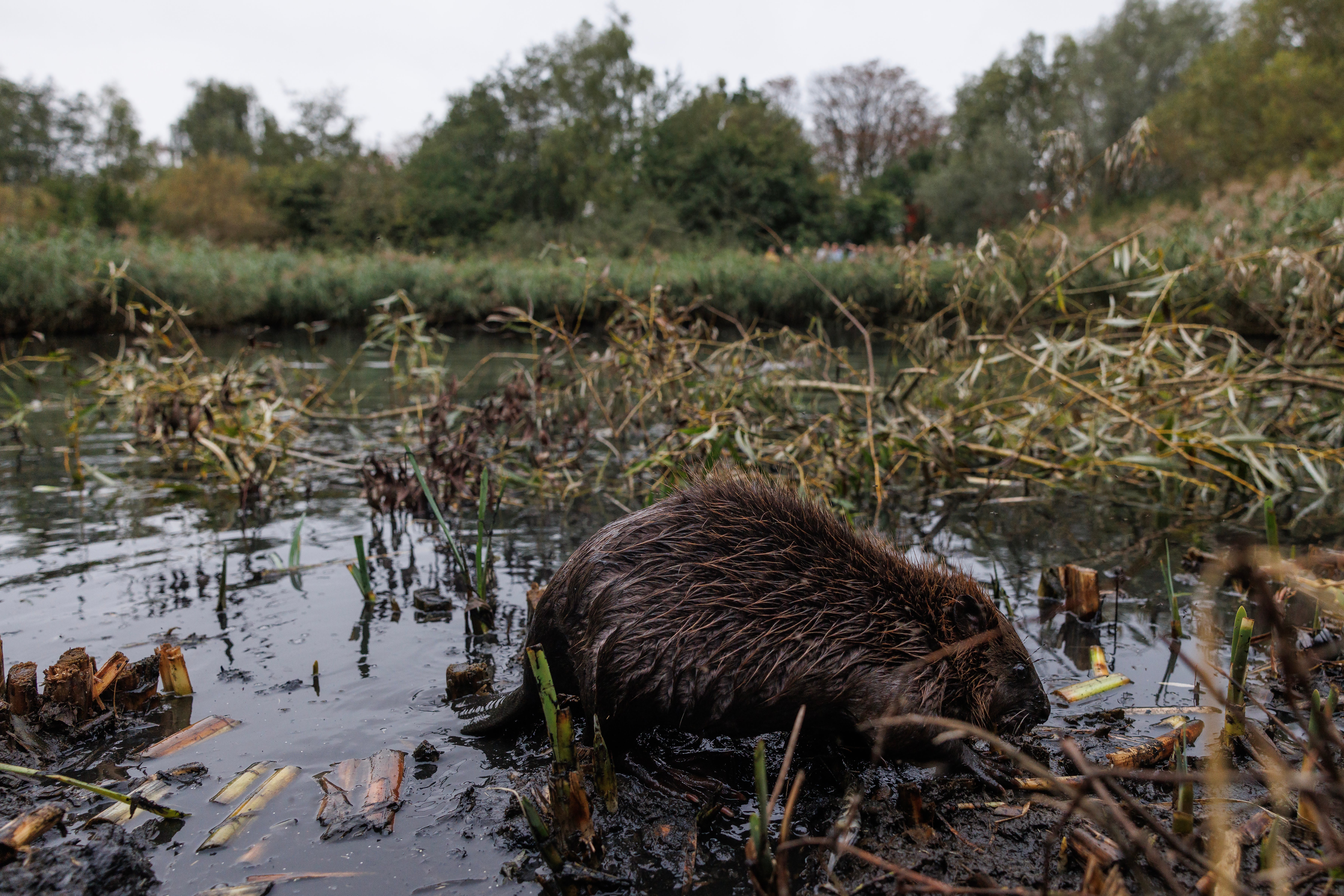 How eight beavers solved a decades-old Tube flooding problem