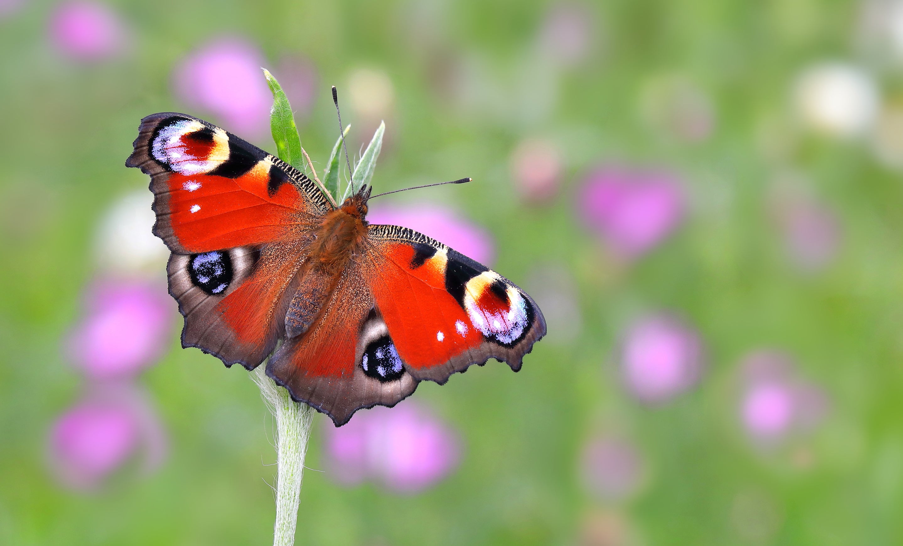 The peacock butterfly has been dubbed a 'showstopper'