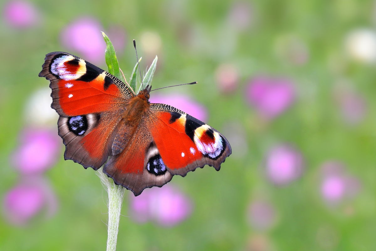 Britain’s favourite butterfly revealed after natio