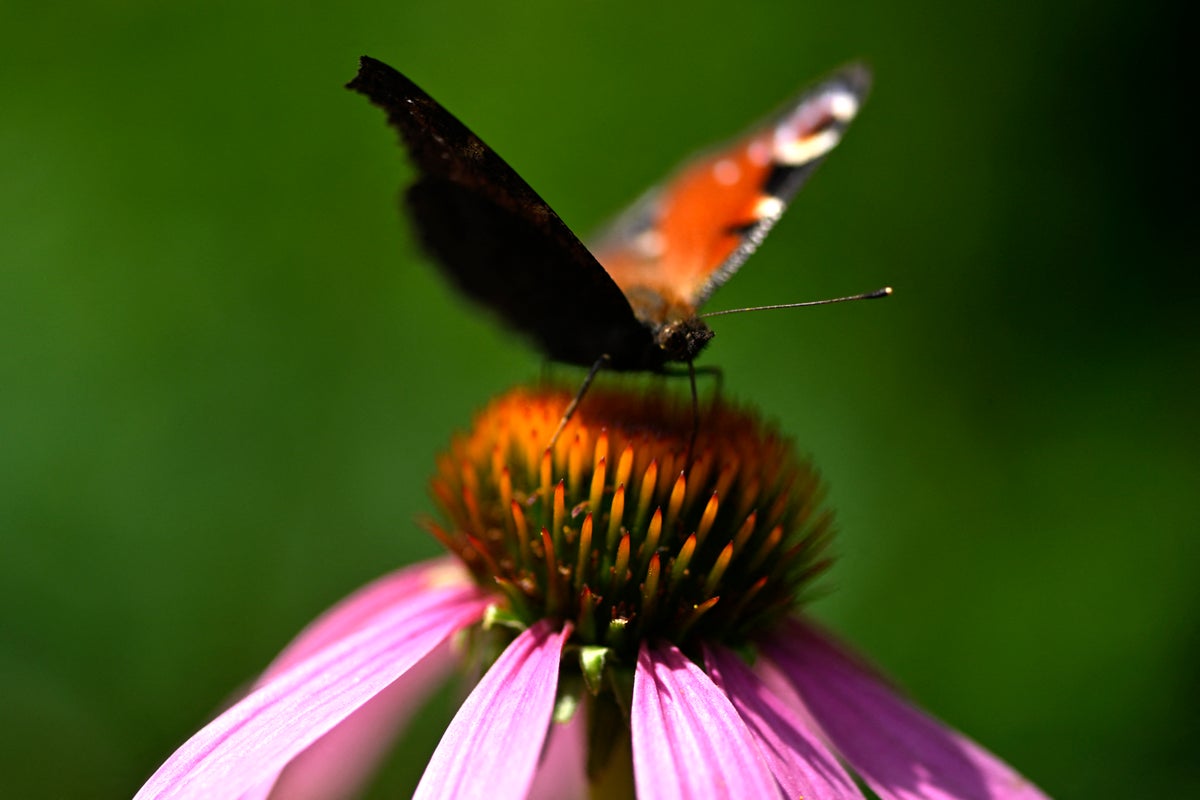 The ‘showstopper’ butterfly named Britain’s favour