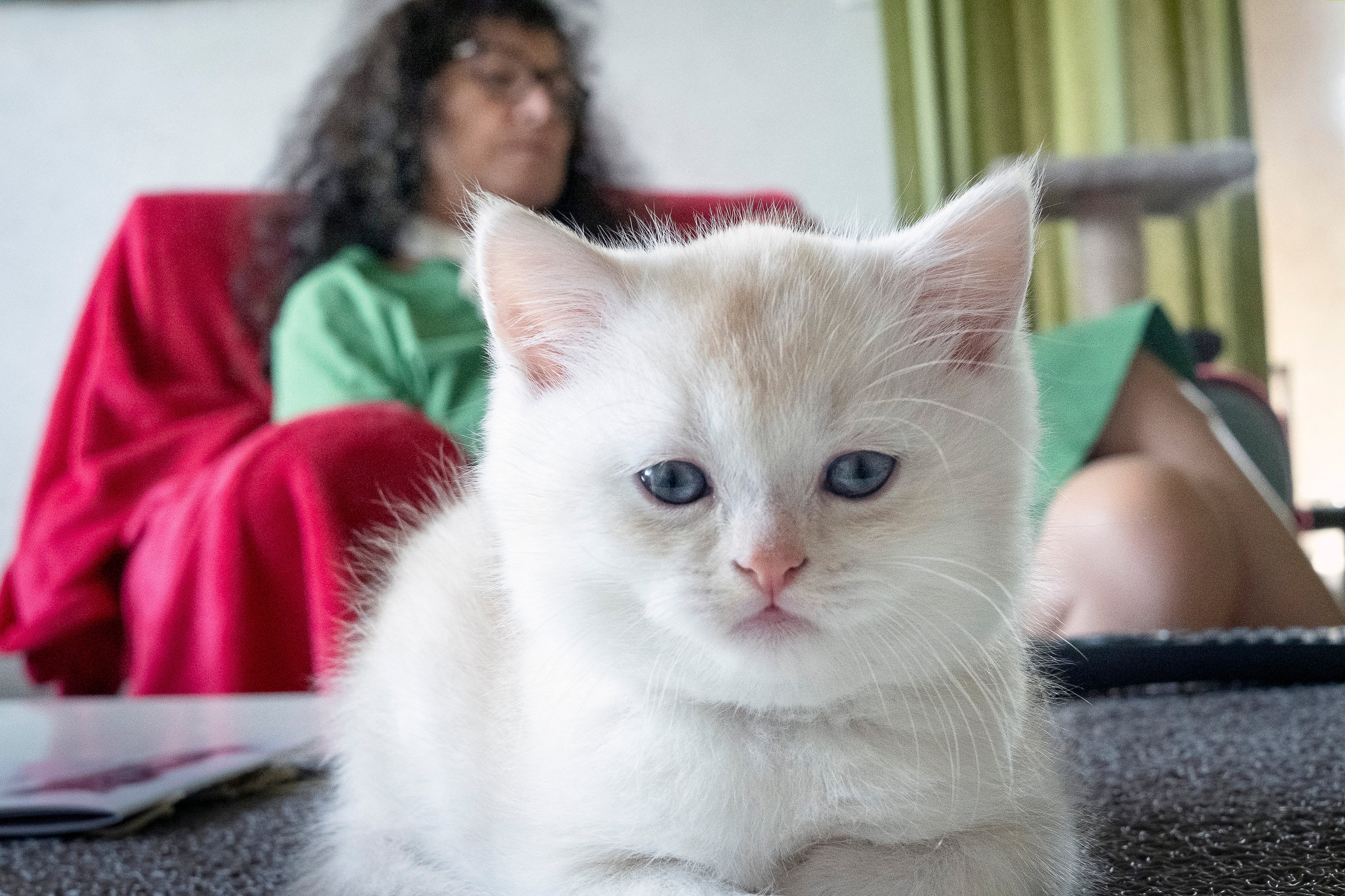 Portrait of a British Shorthair kitten