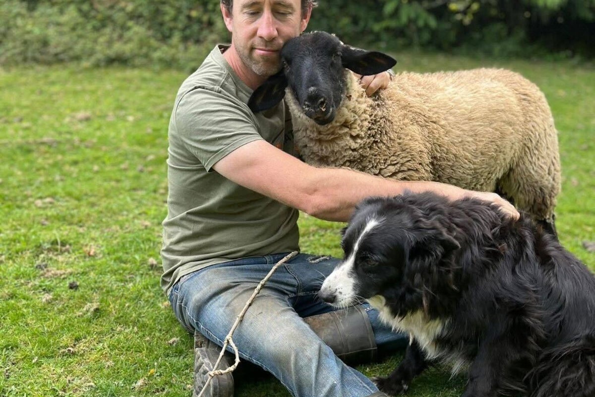 Agricultor ‘surtou’ após RSPCA relatar que cão border collie prendeu ovelhas
