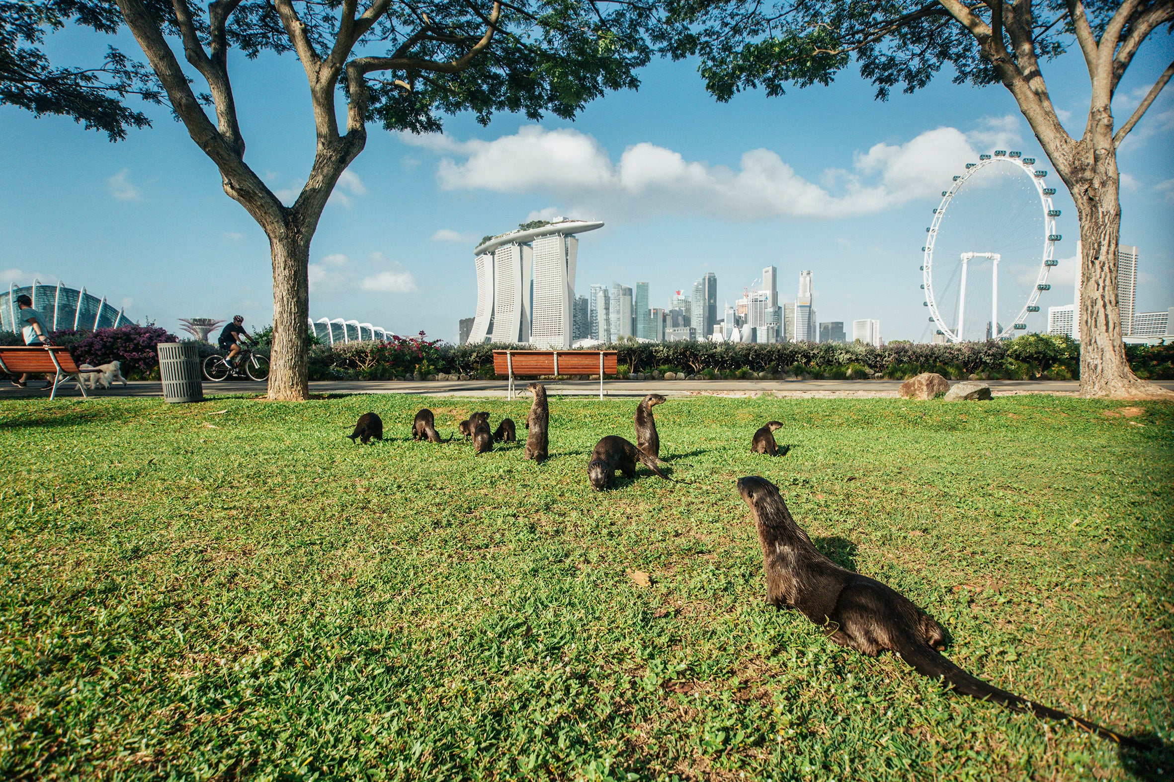 Go otter-spotting near the Singapore River, where you can watch these cute creatures playing