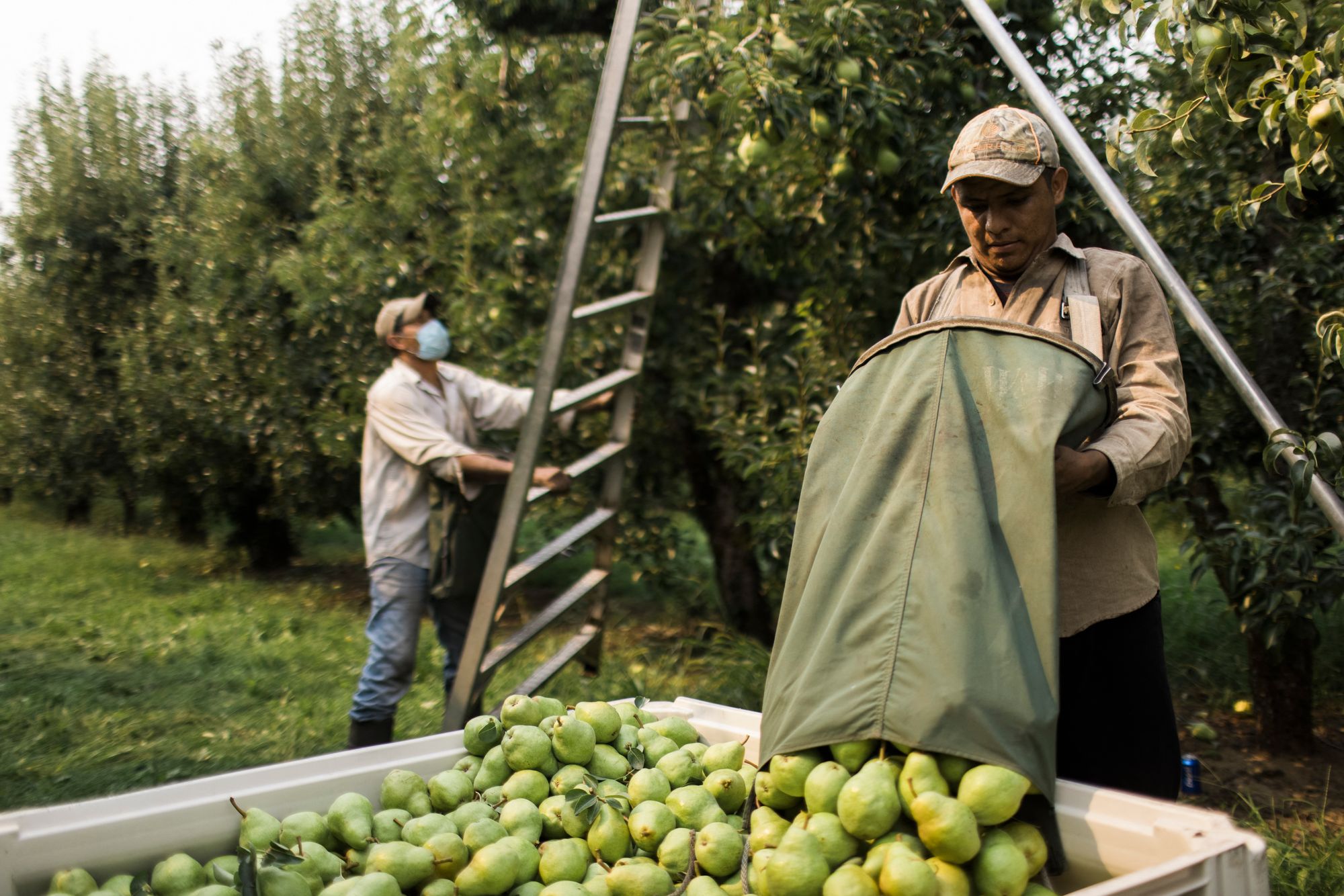 An orchard worker unloads a bag of pears in Hood River, Oregon, in August 2021. Limiting your regular serving of pears can help reduce digestive failings