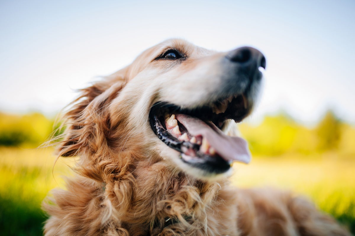 Yukarı büz! Köpek öpüşme kabini Massachusetts mahallesini ele geçirdi