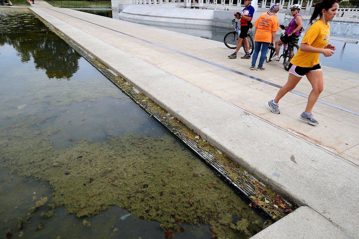 Algae in the Reflecting Pool started growing just days after Trump’s $14M renovation: report