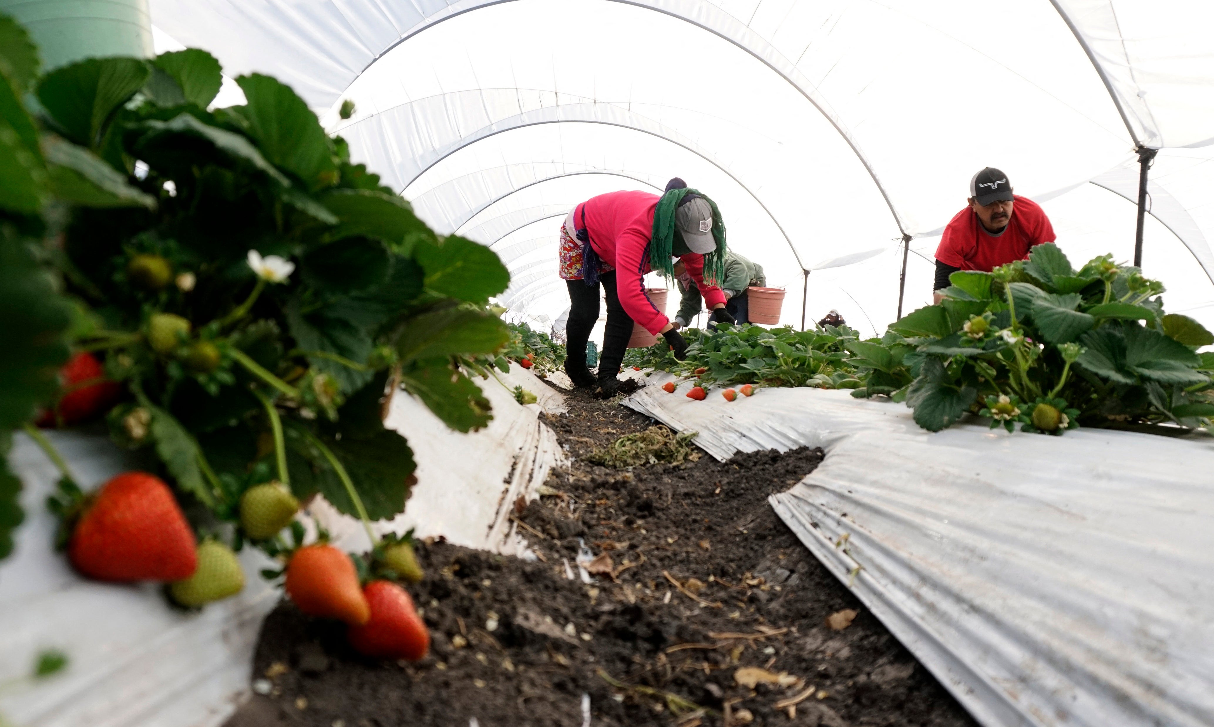 Today, most US consumers purchase strawberries supplied by Mexico, while Peru and Chile have cornered the rest of the berry market