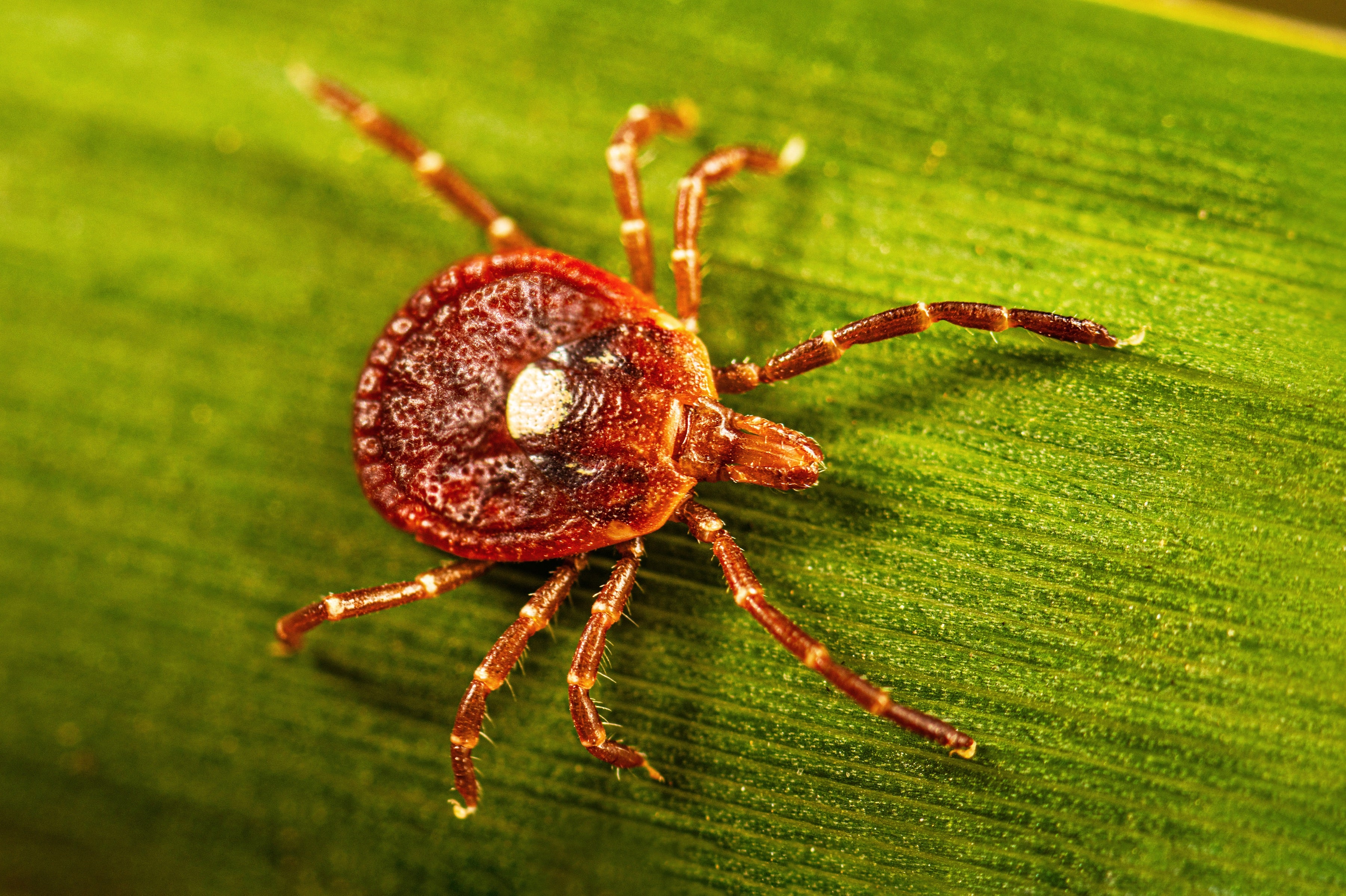 Be Well Tick Allergy