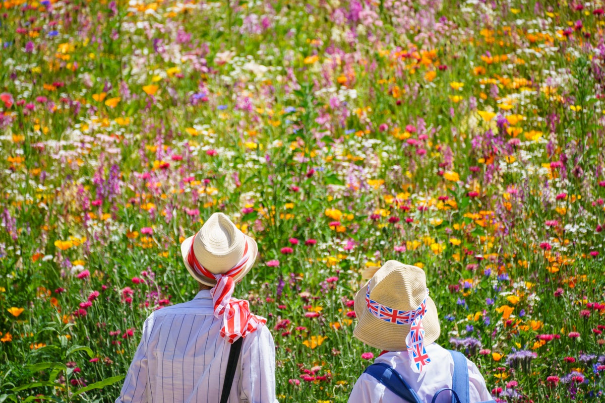 Ten of the best plants to attract pollinating insects to your garden this summer – UK Times Ten of the best plants to attract pollinating insects to your garden this summer – UK Times