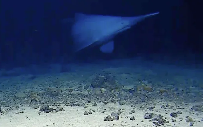 https://static.independent.co.uk/2026/06/14/10/43/Footage-reveals-ugly-goblin-shark-alive-in-the-wild-for-the-first-time.webp?trim=0,21,0,21&width=1200&height=800&crop=1200:800
