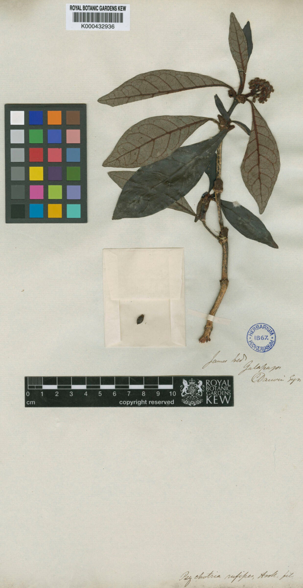 A digitised record of a herbarium specimen collected by Charles Darwin