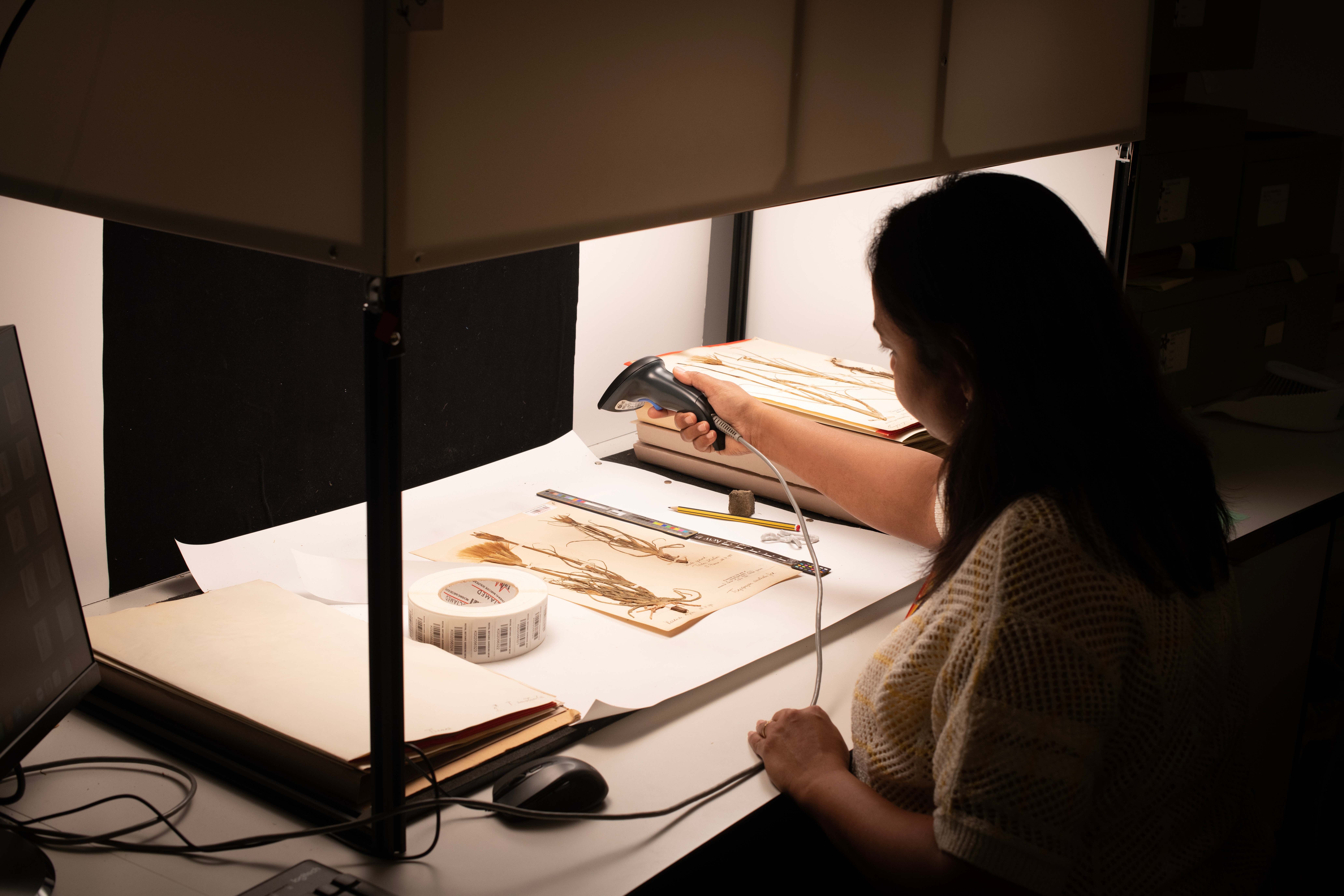 A worker digitising plant specimens